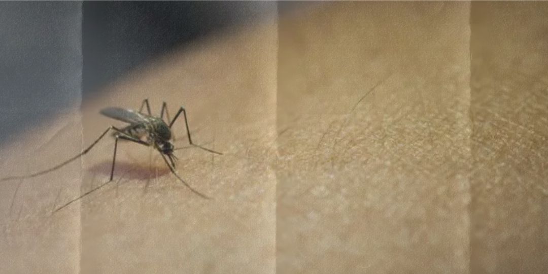 10 Dicas para Proteger seu Filho Adolescente da Dengue