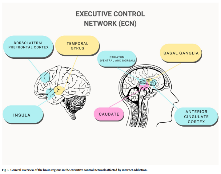 Fig 3. General overview of the brain regions in the executive control network affected by internet addiction.